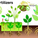 Explore the expanding biofertilizers market, projected to reach USD 6 billion by 2030. Learn about key drivers, regional trends, product innovations, and how technology is enhancing efficacy in sustainable farming practices.