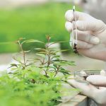 Biostimulants Market and Its Role in Sustainable Agricultural Practices