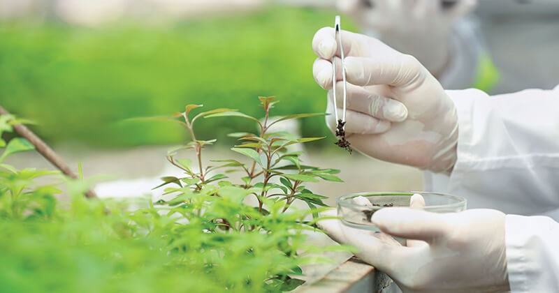Biostimulants Market and Its Role in Sustainable Agricultural Practices