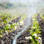 The Rise of Micro Irrigation Systems: Transforming Global Agriculture Through Water-Efficient Technology