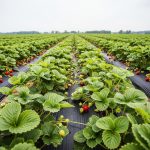Agricultural Fumigants Market: Comprehensive Analysis and Future Outlook
